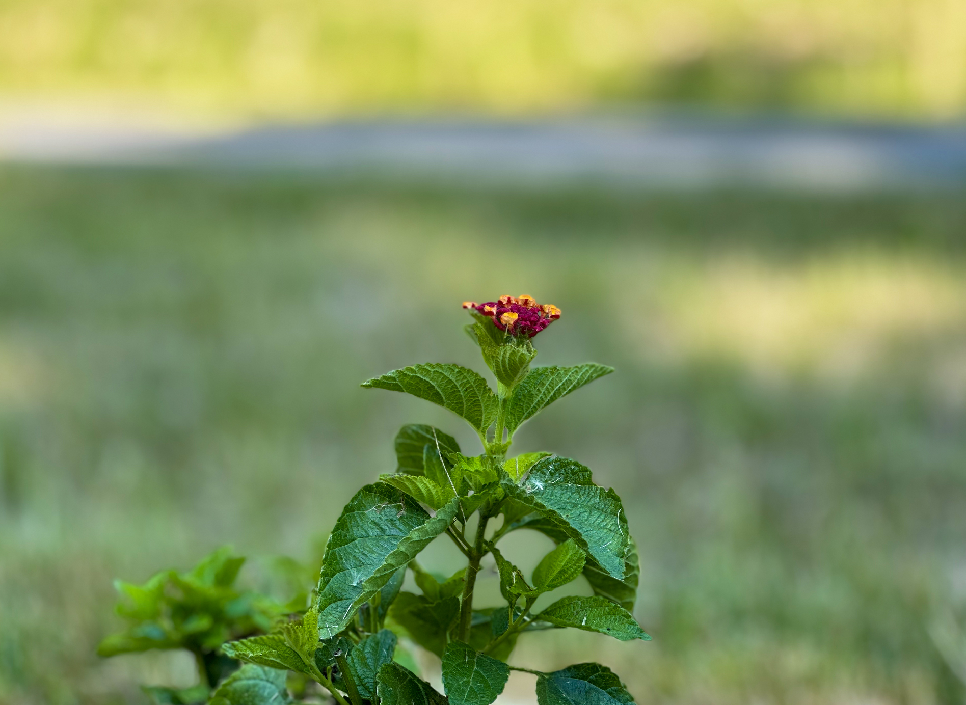 Pollinator Pathway